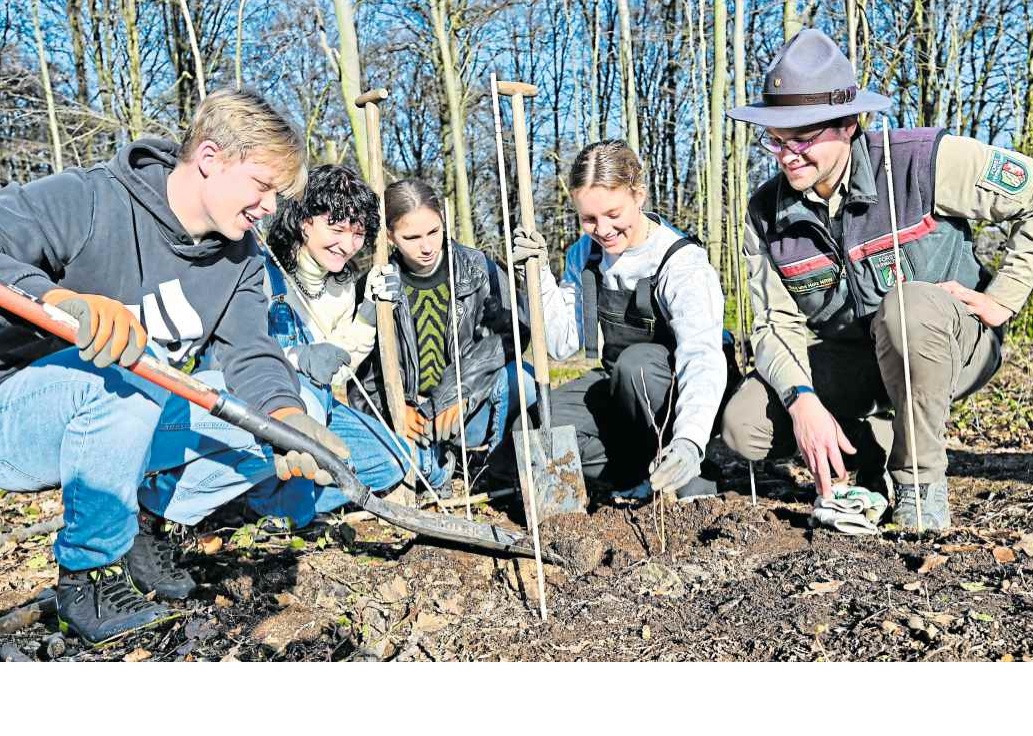 Read more about the article Südtiroler Bäume im Bielefelder Wald